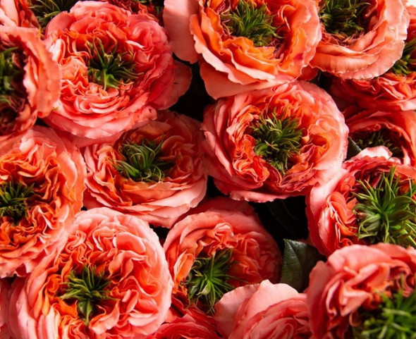 Mandarin xpression, 40cm, 25 Stems, ROSAPRIMA CIA. LTDA. Mandarin xpression, 40cm, 25 Stems, ROSAPRIMA CIA. LTDA.