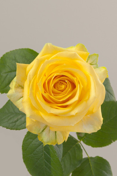 Super Sun, 60cm, 25 Stems, FLORANDINA S.A.S. Super Sun, 60cm, 25 Stems, FLORANDINA S.A.S.