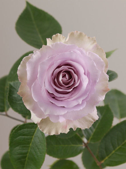 Cool Down, 50cm, 25 Stems, ROSAPRIMA CIA. LTDA. Cool Down, 50cm, 25 Stems, ROSAPRIMA CIA. LTDA.