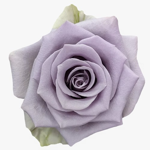 Shocking Blue, 50cm, 25 Stems, AZAYA GARDENS