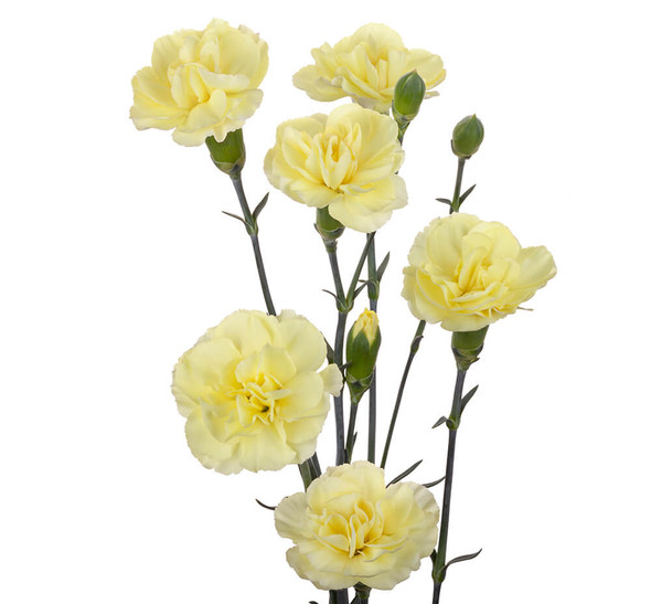 Yellow, 60cm, 10 Stems, FLORES EL TRIGAL (SKU: 72561-5140-961)