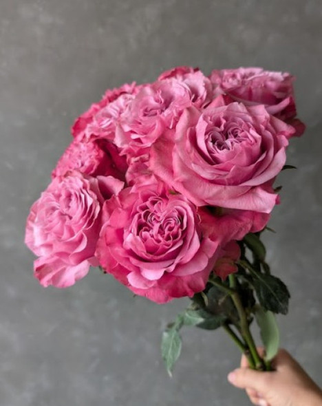 Blues Vision, 50cm, 25 Stems, ROSAS DEL CORAZON