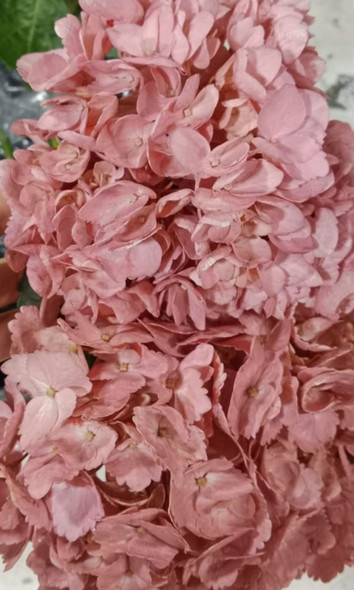 Select Tinted Mallow Talpa, 60cm, 1 Stems, Select, FLORAL WONDER SAS (SKU: 73467-4782-963)