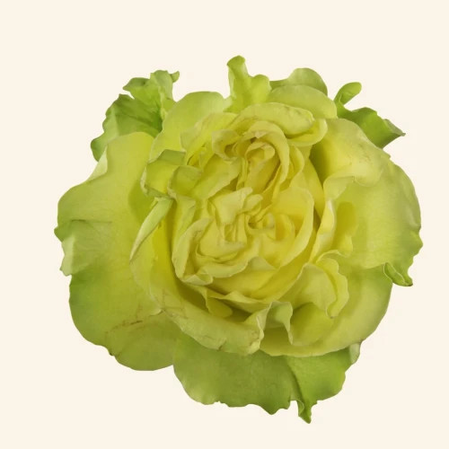 Lime Xpression, 40cm, 25 Stems, AZAYA GARDENS