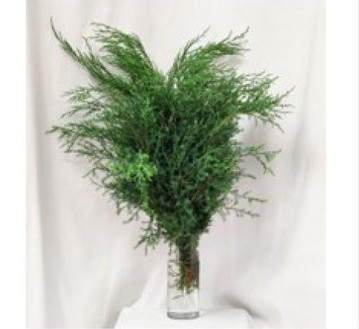 Caroline Sapphire,  10 Stems, ALPHA GREENS