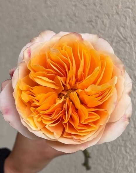 Juicy Xpression, 40cm, 25 Stems, ROSAPRIMA CIA. LTDA.