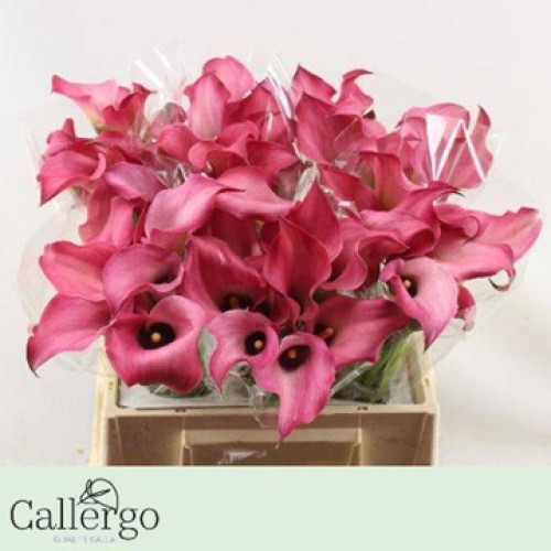 Mini Callas Zazu, 40cm, 10 Stems, ANNIE BOX