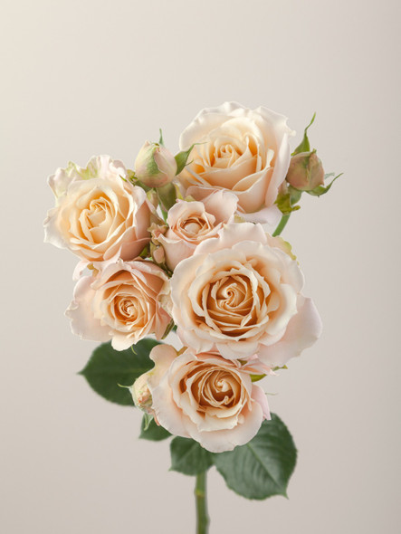 Sahara Sensation, 50cm, 10 Stems, ROSAPRIMA CIA. LTDA.