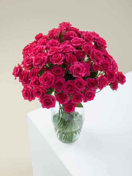 Gem Star, 60cm, 10 Stems, ROSAPRIMA CIA. LTDA.