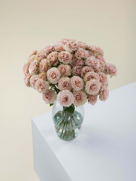 Be Amazing, 50cm, 10 Stems, ROSAPRIMA CIA. LTDA.