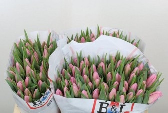 Aafke, 41cm, 10 Stems, 36gr, ANNIE BOX