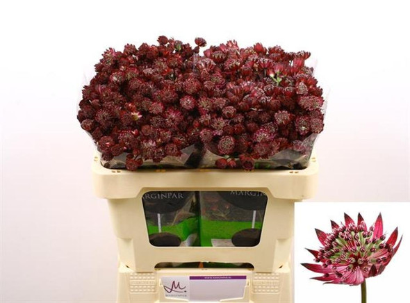 Star of Love, 50cm, 10 Stems, ANNIE BOX