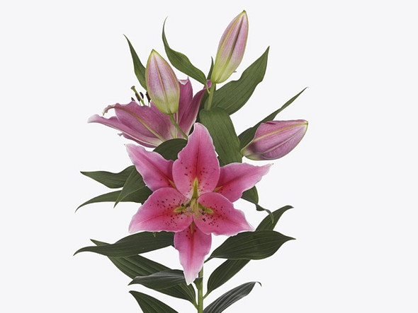 Best Regards, 80cm, 5 Stems, FAIRFIELD