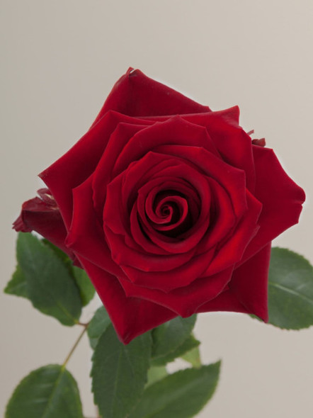 Explorer, 60cm, 25 Stems, ROSES GARDEN