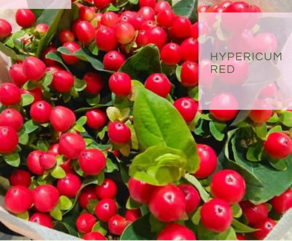 Red, 65cm, 10 Stems, NATURAL PLASTIC SAS