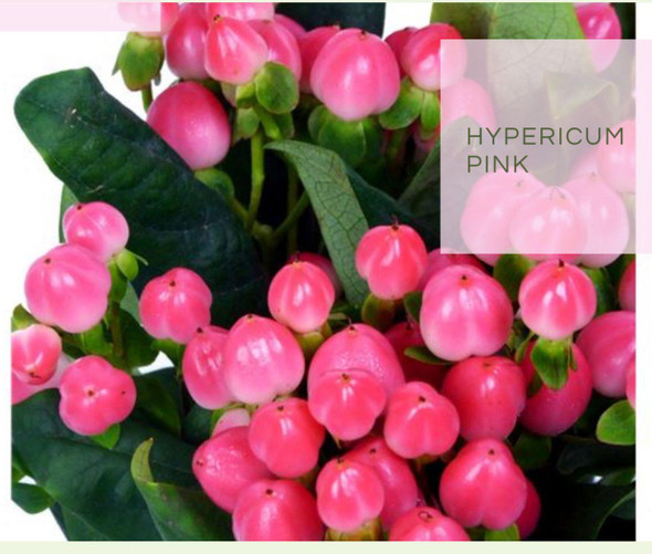 Pink, 65cm, 10 Stems, NATURAL PLASTIC SAS