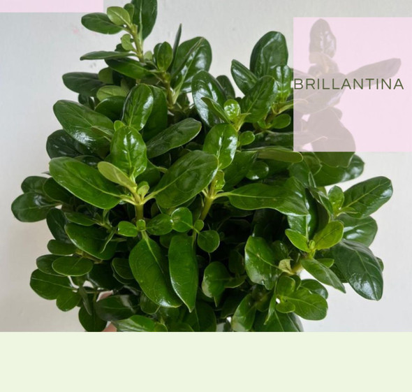 Brillantina, 55cm, 10 Stems, NATURAL PLASTIC SAS