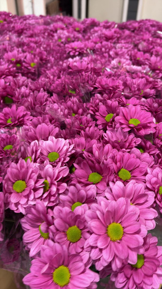 Resq Dark, 75cm, 5 Stems, DUTCH HERITAGE