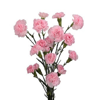 Light Pink, 60cm, 10 Stems, COLOMBIA