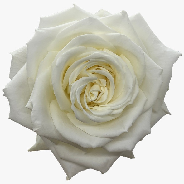 Playa Blanca, 50cm, 25 Stems, GUAPA ROSES