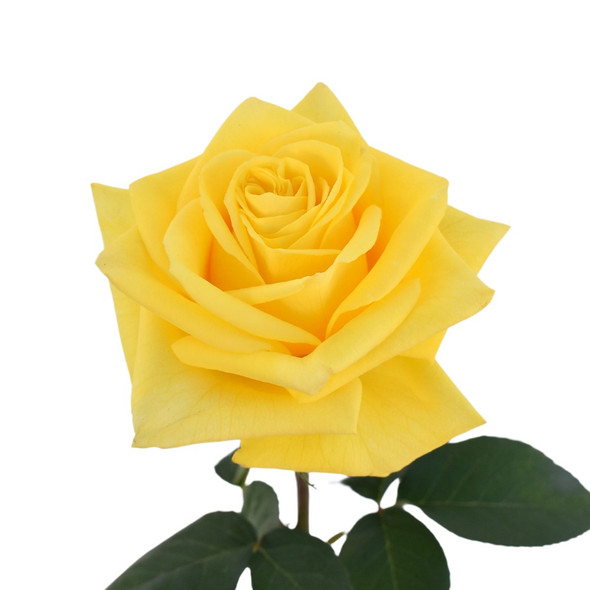 Sunday Morning, 50cm, 25 Stems, THE FARM DIRECT COMPANY