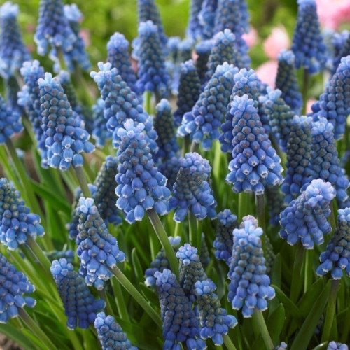 Muscari, 30cm, 10 Stems, MLF