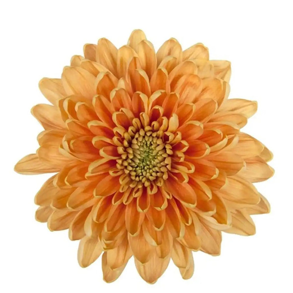 Rossano Orange, 70cm, 10 Stems, GRUPO FLORISOL (SKU: 72959-4045-229)