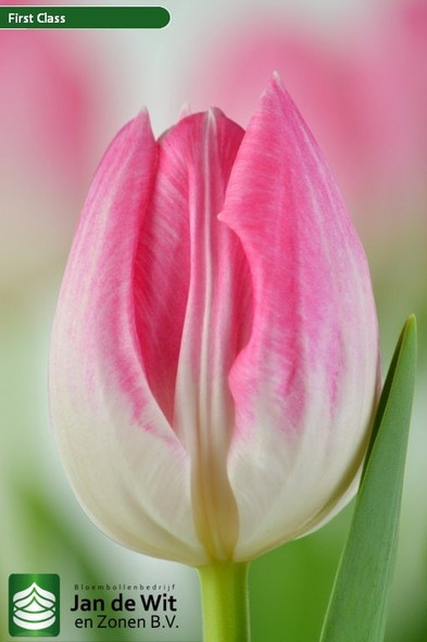 First Class, -cm, 10 Stems, ANNIE BOX (SKU: 72825-5239-744)