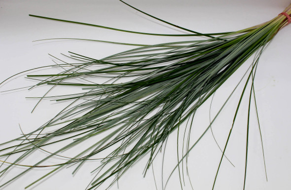 Beargrass, 55cm, BUNCH, MLF