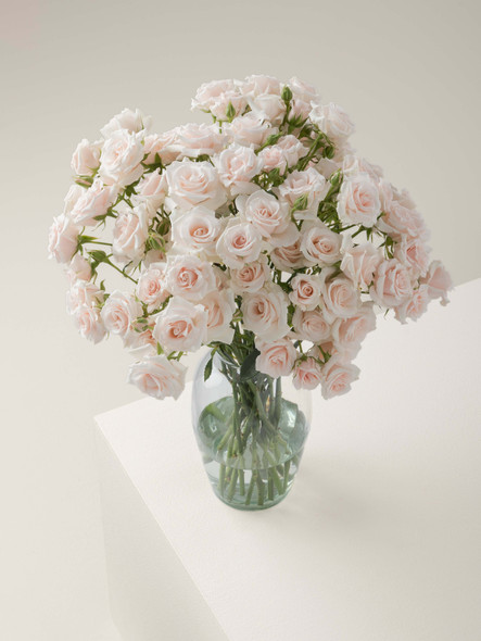 Pink Majolika, 50cm, 10 Stems, ROSAPRIMA CIA. LTDA.