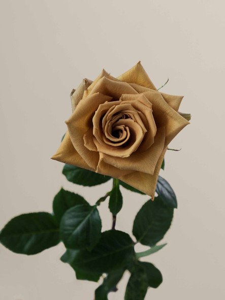 Toffee, 50cm, 25 Stems, ROSAPRIMA CIA. LTDA.