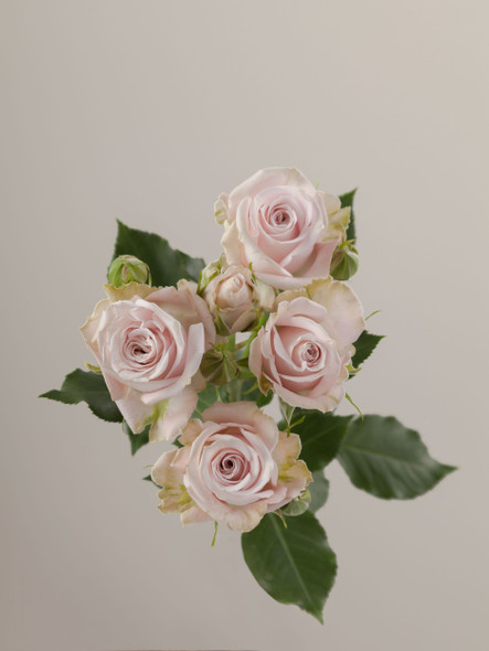 Portrait, 60cm, 10 Stems, ROSAPRIMA CIA. LTDA.