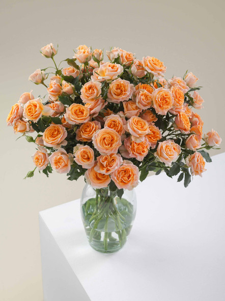 Fibonacci Aureus, 50cm, 10 Stems, ROSAPRIMA CIA. LTDA.