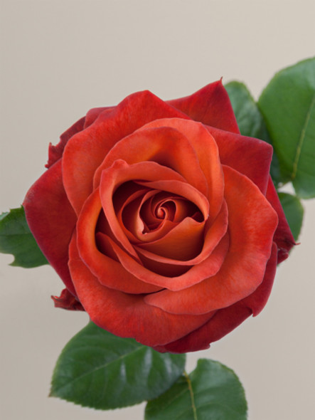 Coffee Break, 50cm, 25 Stems, ANNIROSES S.A./BREEZA