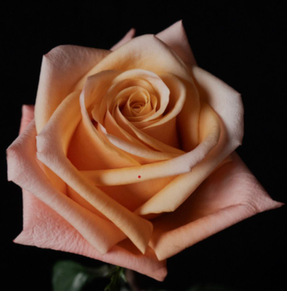 Habana, 60cm, 25 Stems, ANNIROSES S.A./BREEZA