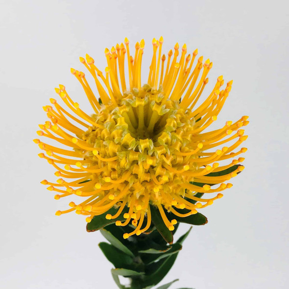 Protea Yellow, 5 Stems, TUTULI FLOWER FARMS