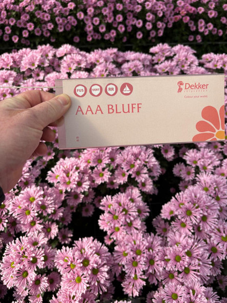 Bluff  Pink, 75cm, 5 Stems, DUTCH HERITAGE