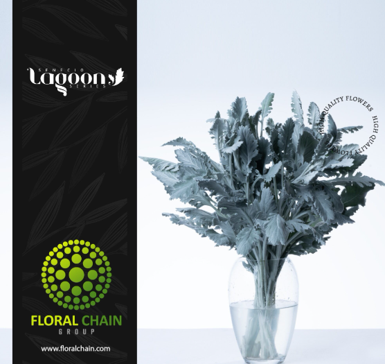 Silver Lagoon, 55cm, 10 Stems, FLORAL CHAIN GROUP