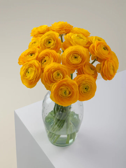 Elegance Giallo, 50cm, 10 Stems, ROSAPRIMA CIA. LTDA.