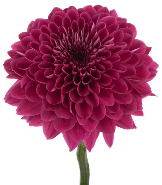 Lychee, 60cm, 10 Stems, FLORES EL TRIGAL (SKU: 73658-4971-961)