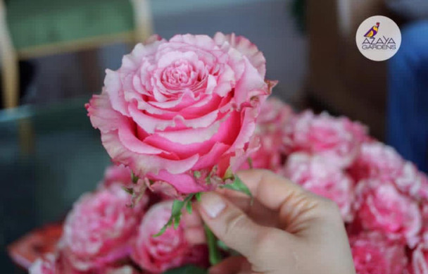 Wild Esperance, 60cm, 25 Stems, AZAYA GARDENS