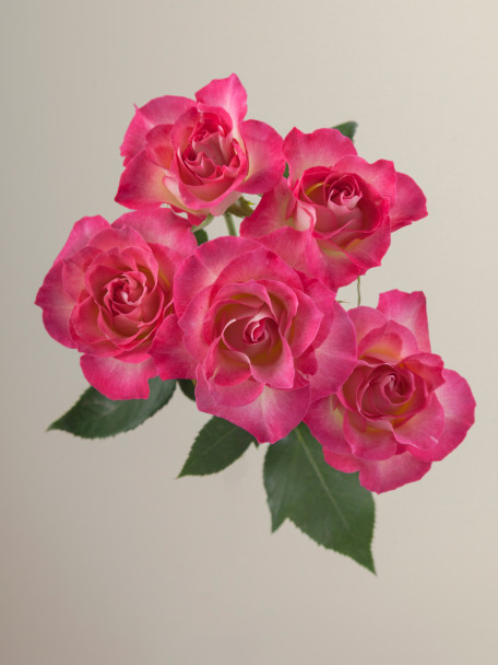 Milky Way, 60cm, 10 Stems, AZAYA GARDENS