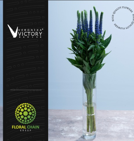 Blue Victory, 60cm, 10 Stems, FLORAL CHAIN GROUP