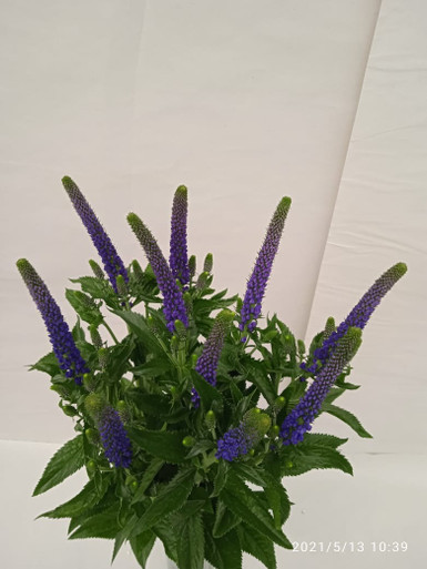 Blue Victory, 60cm, 10 Stems, FLORAL CHAIN GROUP