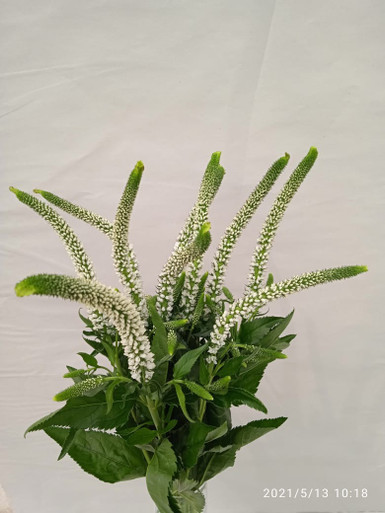 White Victory, 60cm, 10 Stems, FLORAL CHAIN GROUP