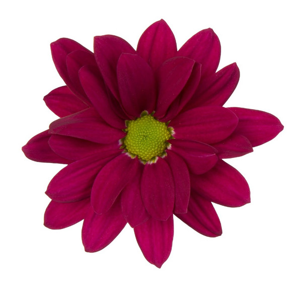 Purple Star, 75cm, 5 Stems, DUTCH HERITAGE