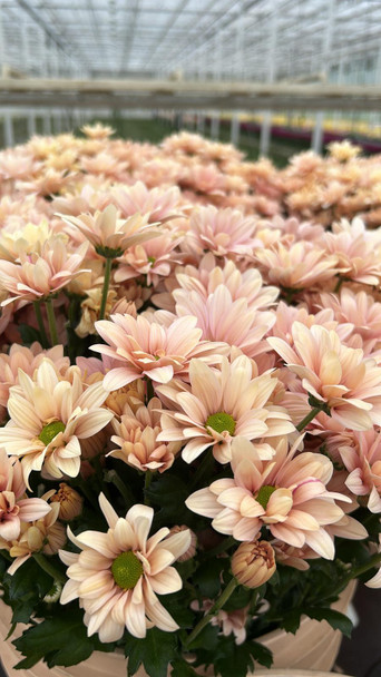 Tahore, 75cm, 5 Stems, DUTCH HERITAGE (SKU: 51959-905-778)