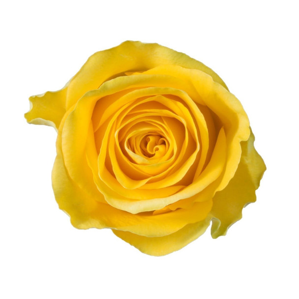 Brighton, 50cm, 25 Stems, ROSAPRIMA CIA. LTDA.