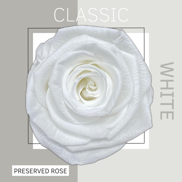 Preserved Rose White 0601TE, 5cm, 6 Stems, ALINATURA