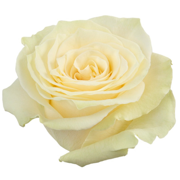 Mondial, 60cm, 25 Stems, THE FARM DIRECT COMPANY